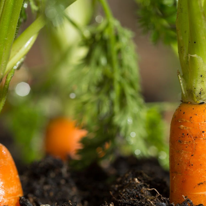 Close-up of carrots emerging from dark soil in a home garden.