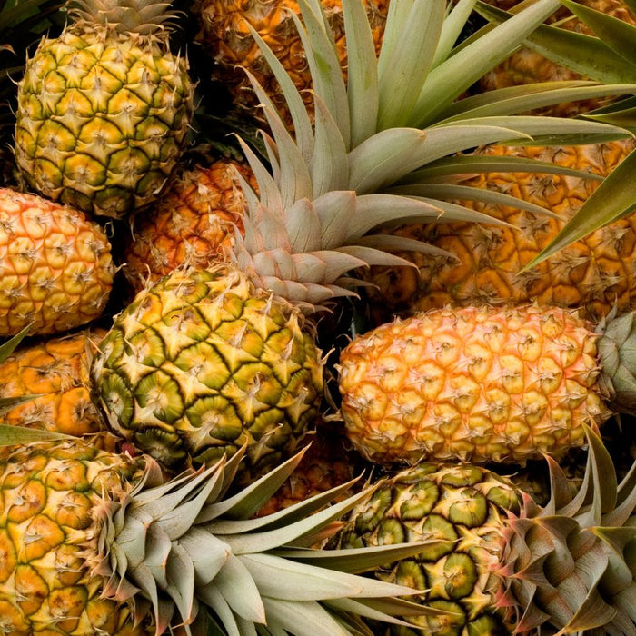 A pile of ripe pineapples with green spiky crowns.