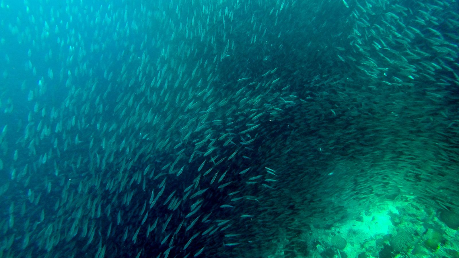 Large school of small fish swimming together in the ocean.