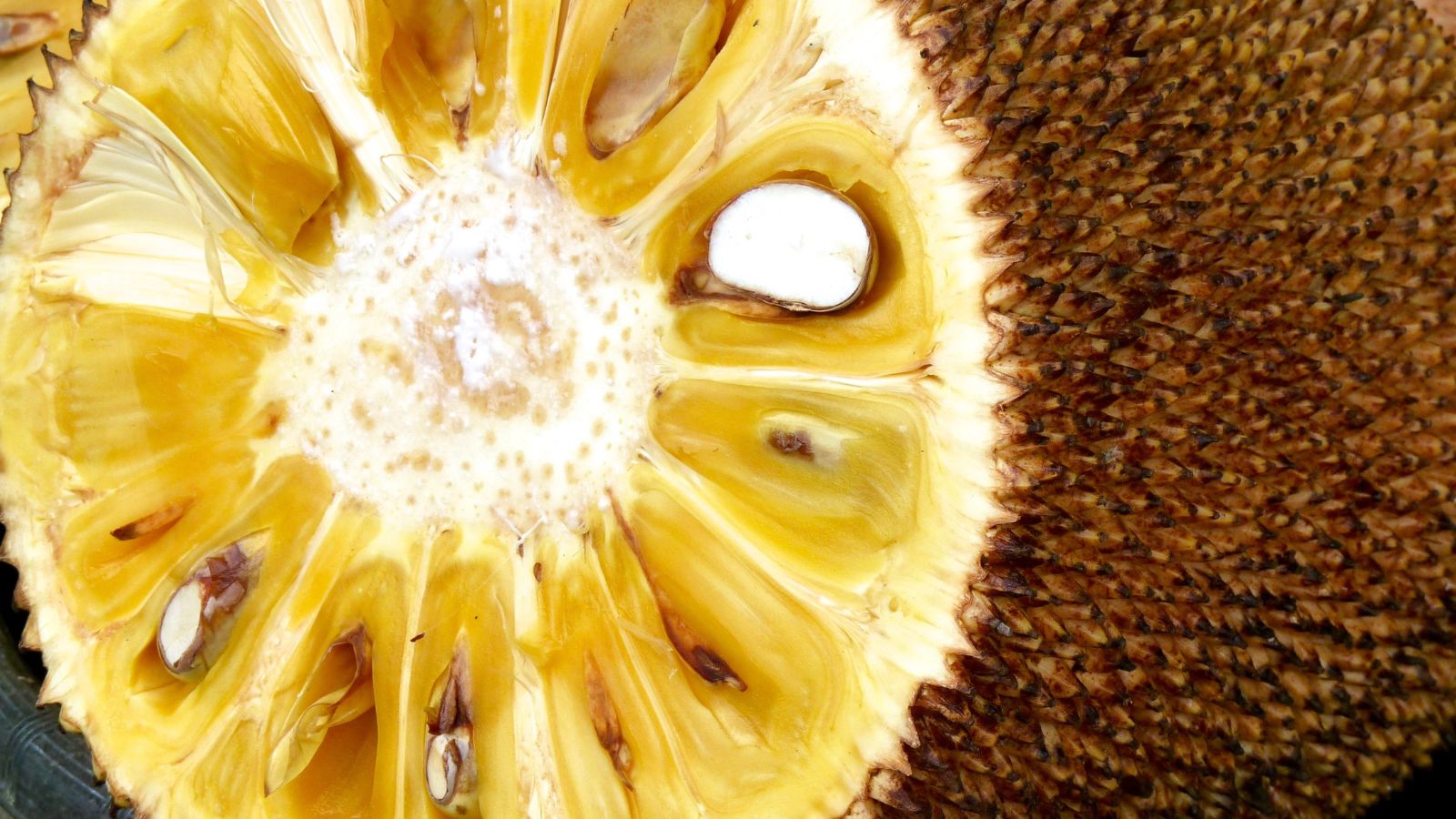 Close-up of ripe jackfruit showing yellow fruit and seeds