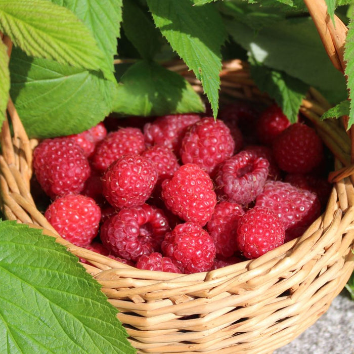 Basket filled with fresh raspberries among green leaves