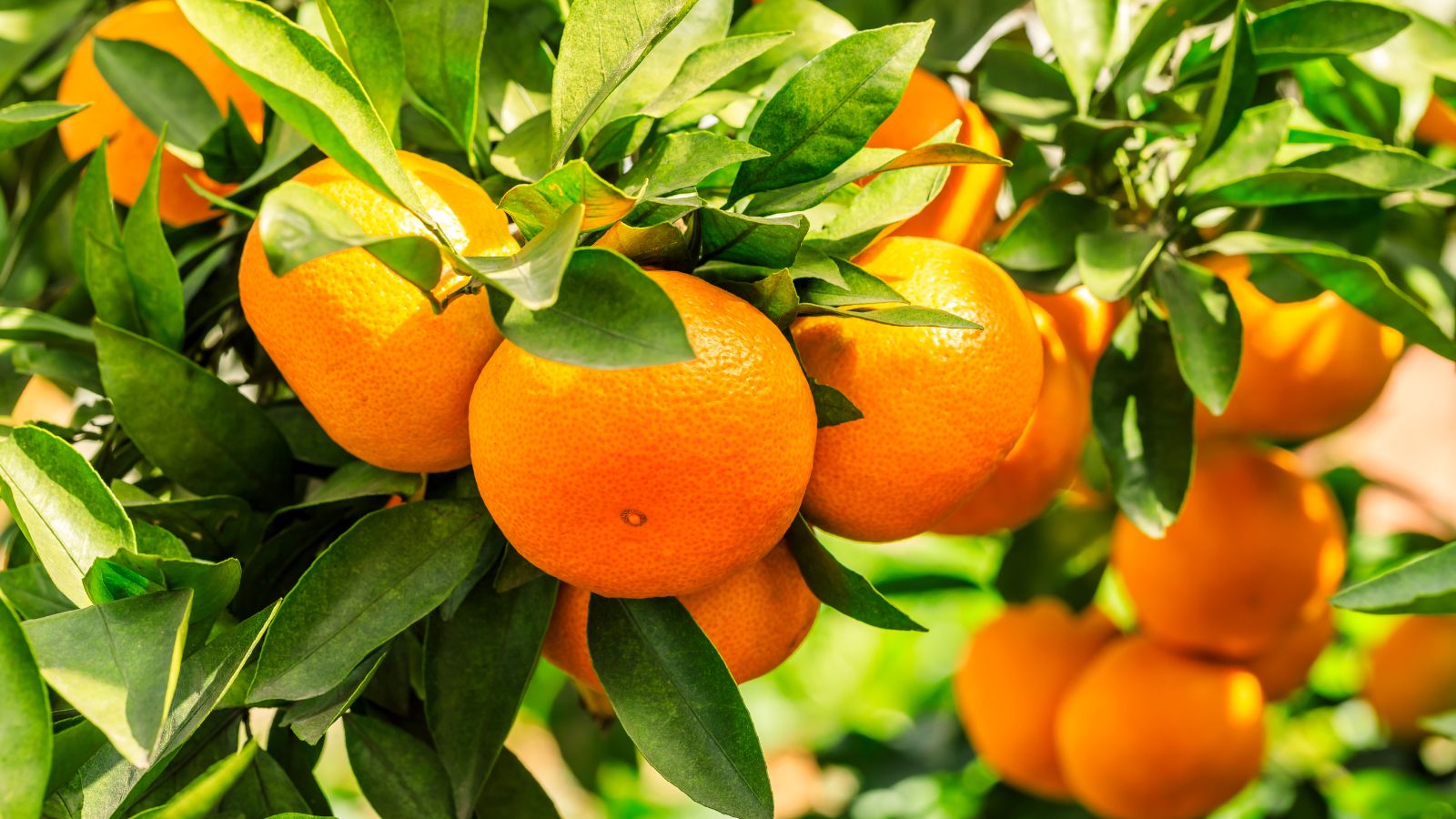 Ripe oranges growing on a tree with lush green leaves.