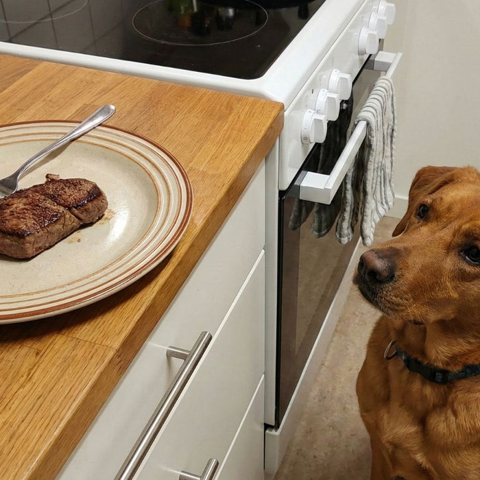 Dog staring at cooked steak on plate on kitchen counter