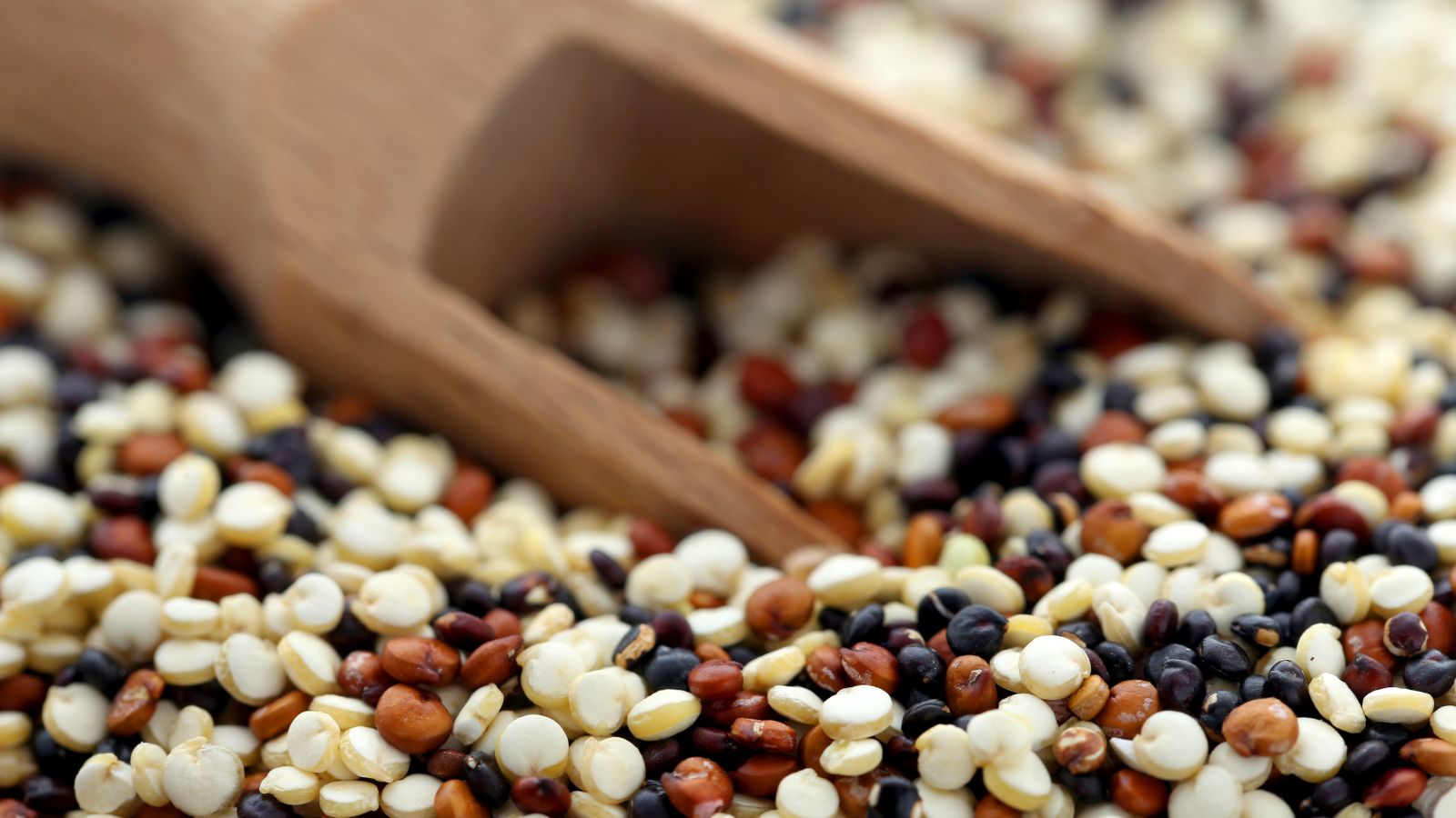 Close-up of mixed quinoa grains with a wooden scoop.