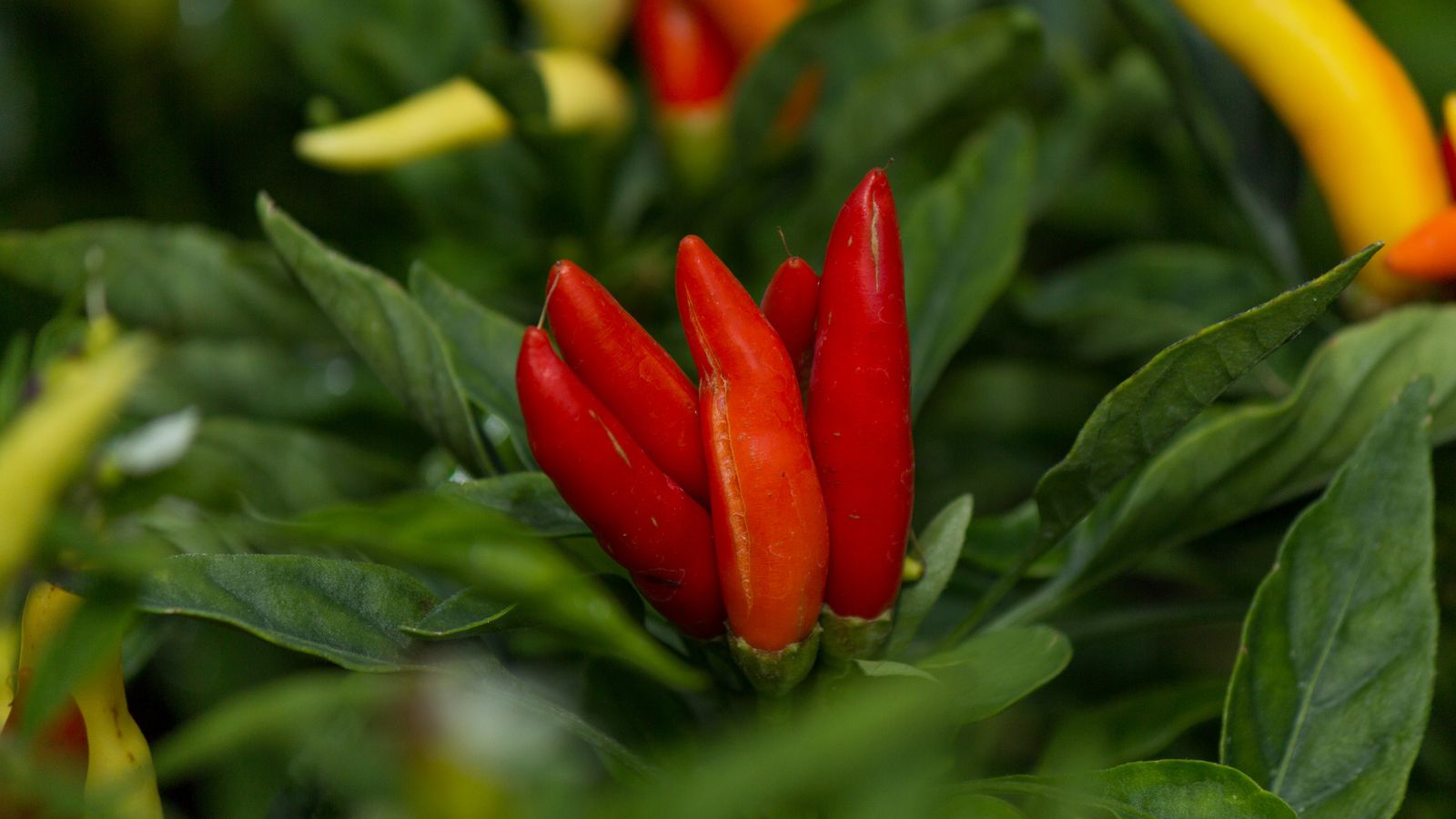 Red chili peppers growing on green leafy plant in garden close-up.