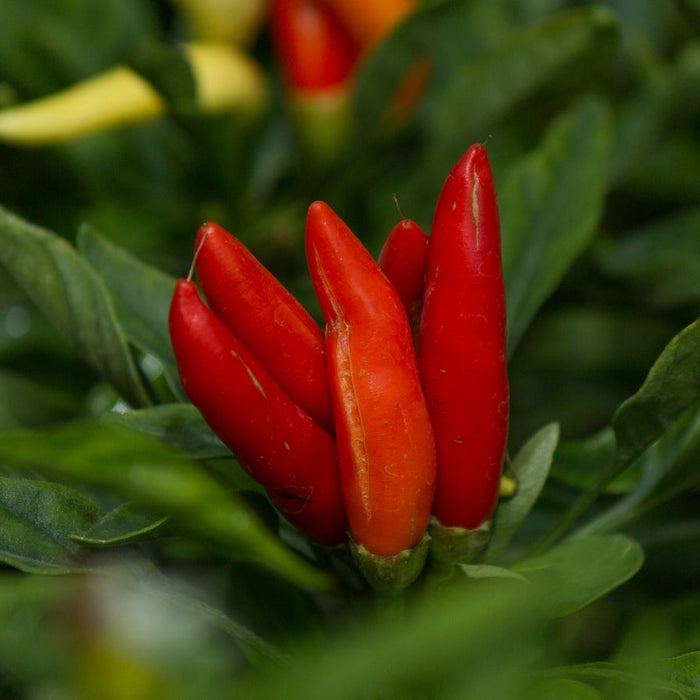 Red chili peppers growing on green leafy plant in garden close-up.