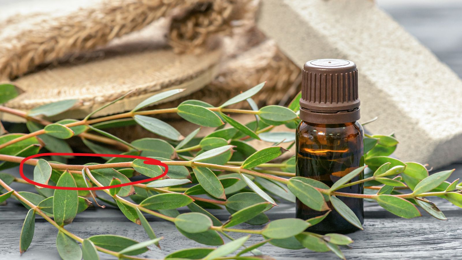 Eucalyptus leaves with a small amber bottle of essential oil.