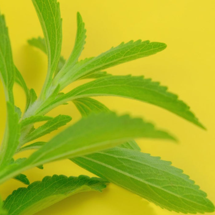 Close-up of fresh green stevia leaves against bright yellow background.