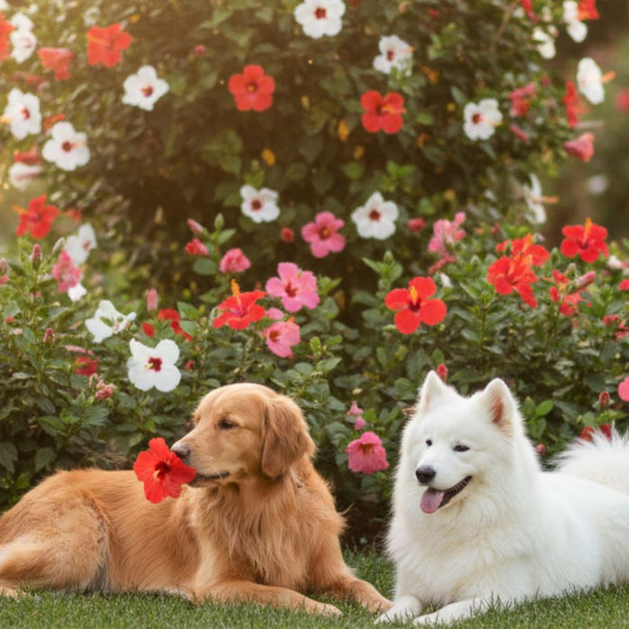 Golden retriever and white Samoyed resting in flower garden