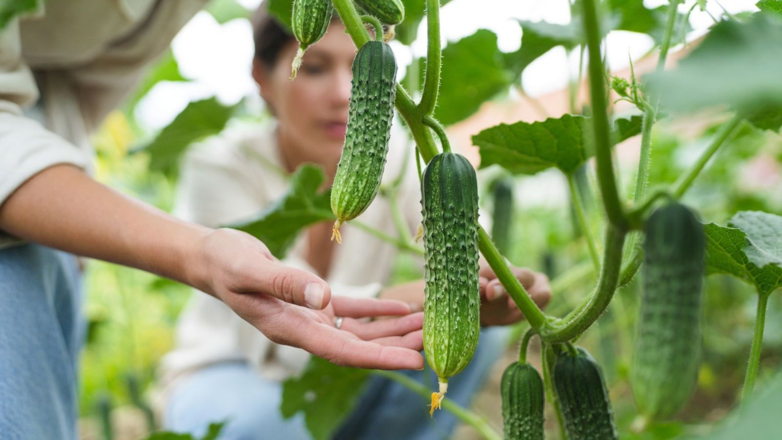 Hand touching cucumbers growing on vine in a lush garden greenhouse