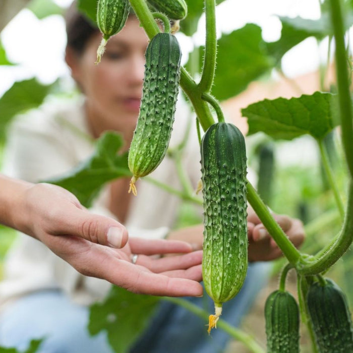 Hand touching cucumbers growing on vine in a lush garden greenhouse