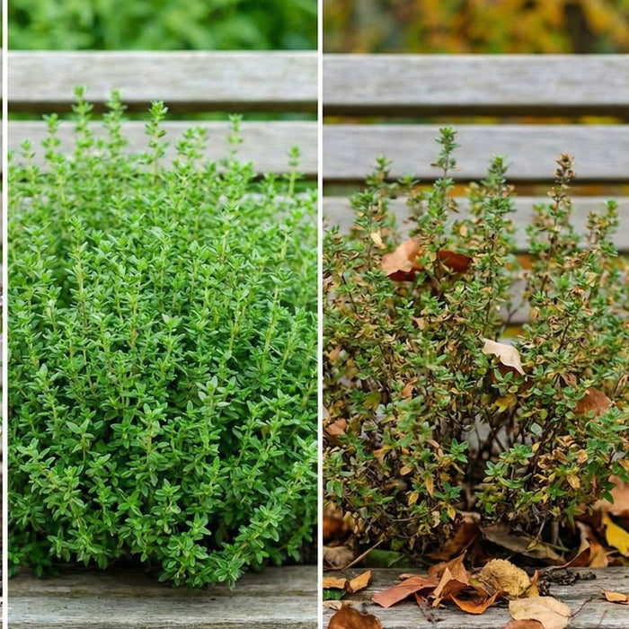 Thyme plant through seasons from flowering to winter dormancy