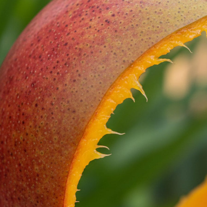 Close-up of mango peel with bite marks against green background