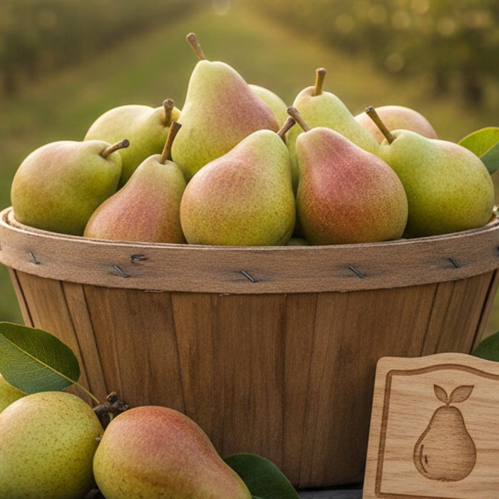 Basket filled with freshly harvested pears in orchard