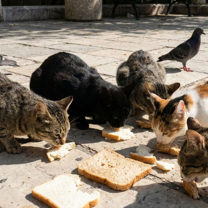 Street cats eating bread pieces on stone pavement with pigeons