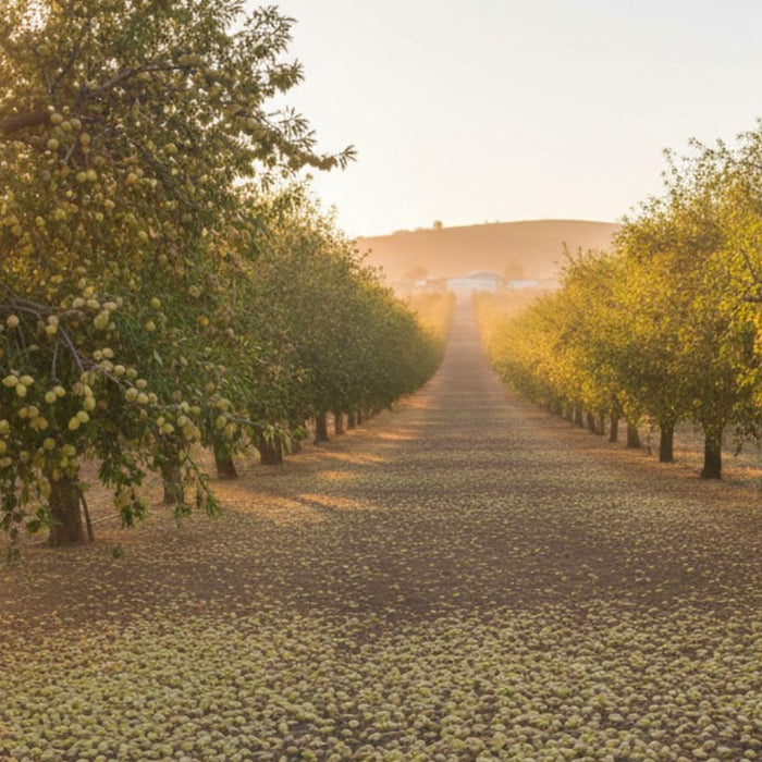 Almond orchard rows at sunrise with fallen nuts