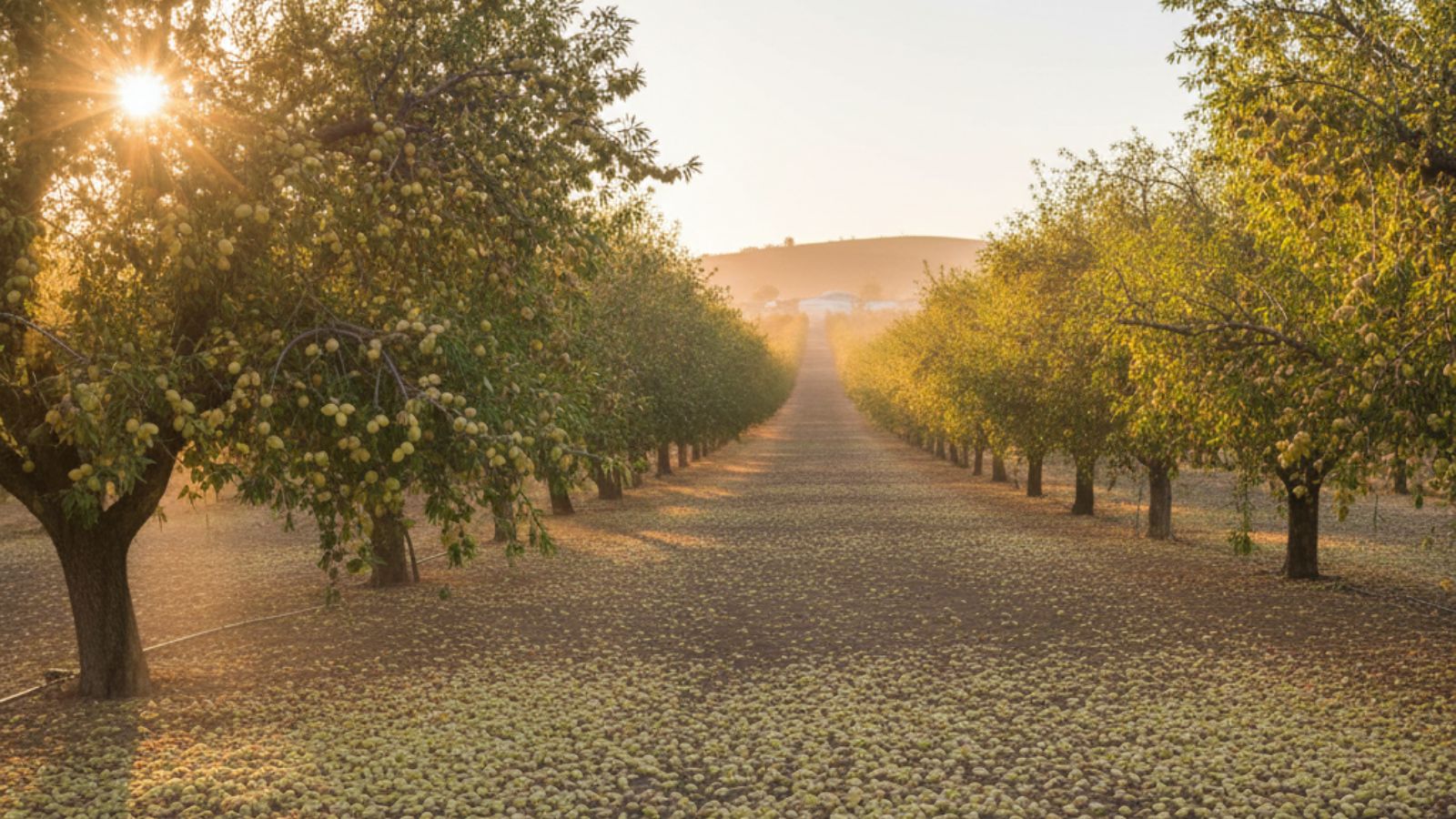 Almond orchard rows at sunrise with fallen nuts