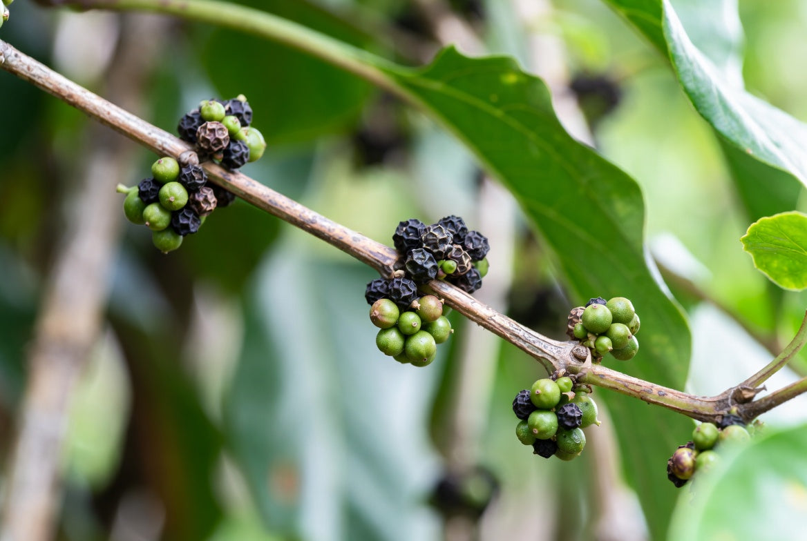 Black and green peppercorn clusters growing on pepper vine
