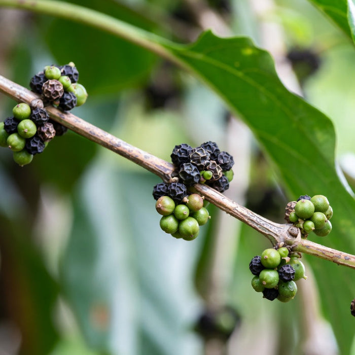 Black and green peppercorn clusters growing on pepper vine