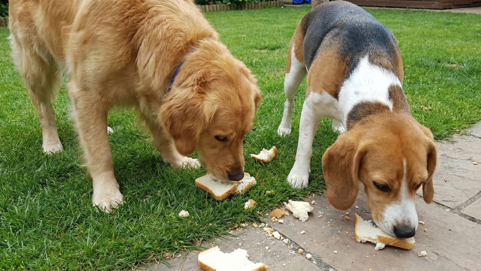 Two dogs eating slices of bread on green lawn outdoors