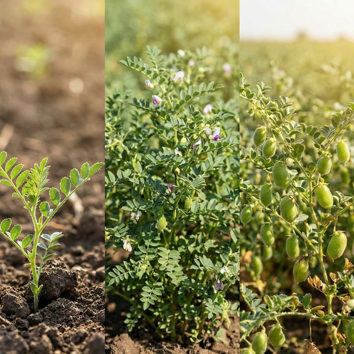 Chickpea growth stages from planting to dried harvest pods