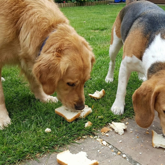 Two dogs eating slices of bread on green lawn outdoors