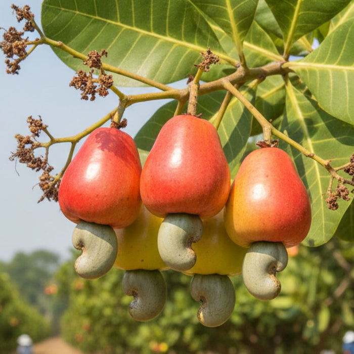 Cluster of red cashew apples hanging from tree with leaves visible