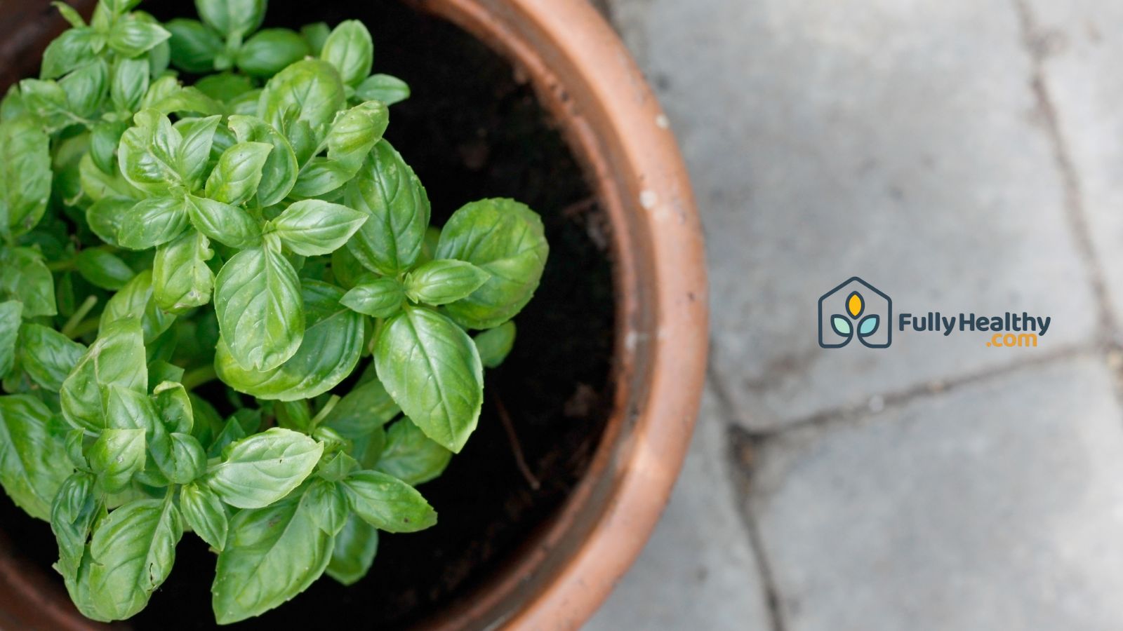 Fresh basil plant growing in terracotta pot on patio garden