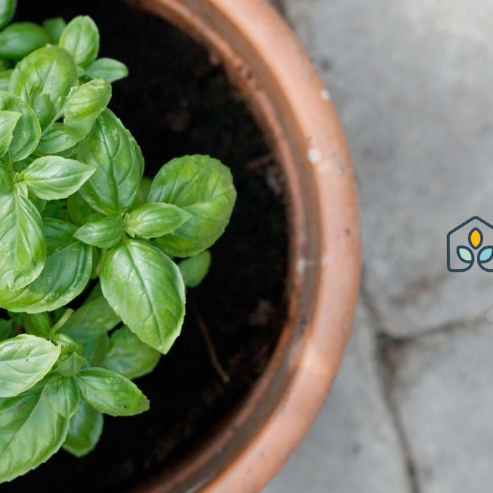 Fresh basil plant growing in terracotta pot on patio garden