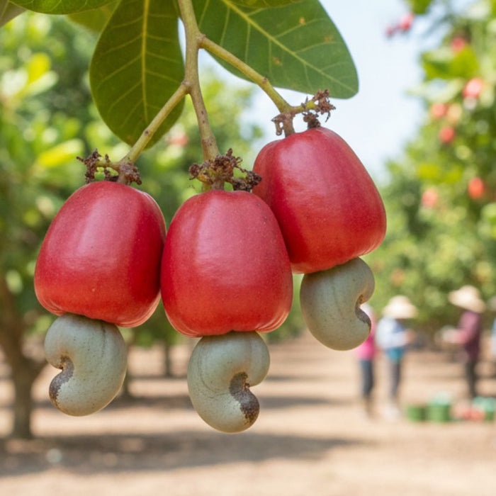Three ripe red cashew apples growing on tree in plantation orchard