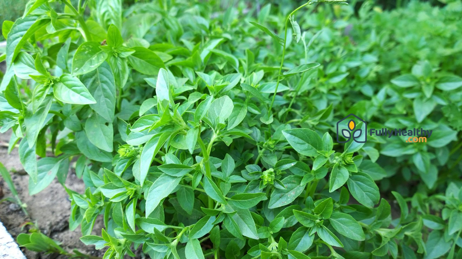 Green basil plants growing in garden for organic healthy cooking