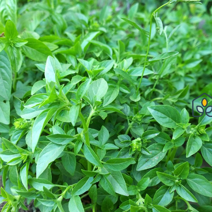 Green basil plants growing in garden for organic healthy cooking