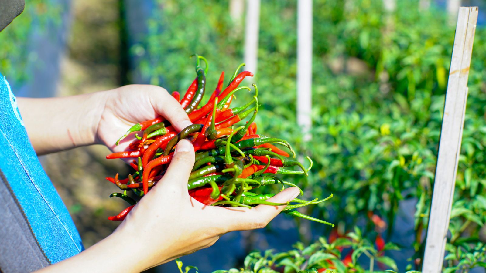 Farmer holding freshly picked red and green chili peppers.