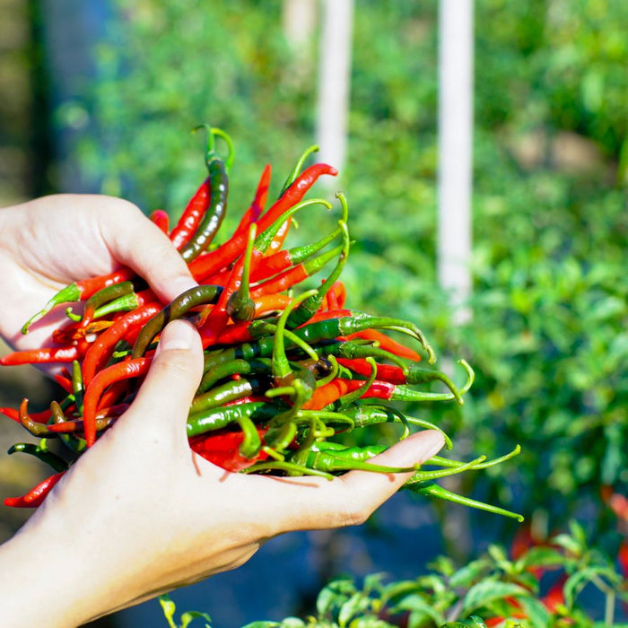 Farmer holding freshly picked red and green chili peppers.