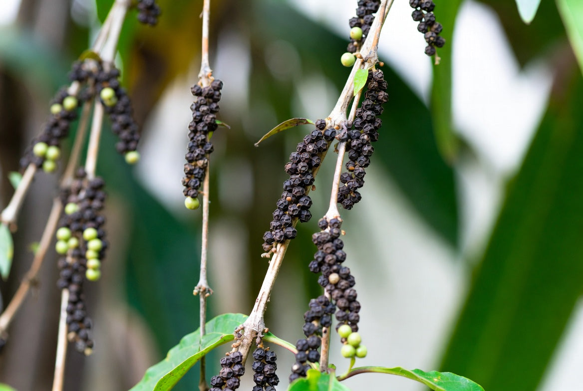 Black peppercorn clusters growing on pepper vine