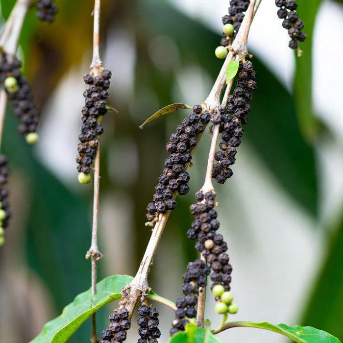 Black peppercorn clusters growing on pepper vine
