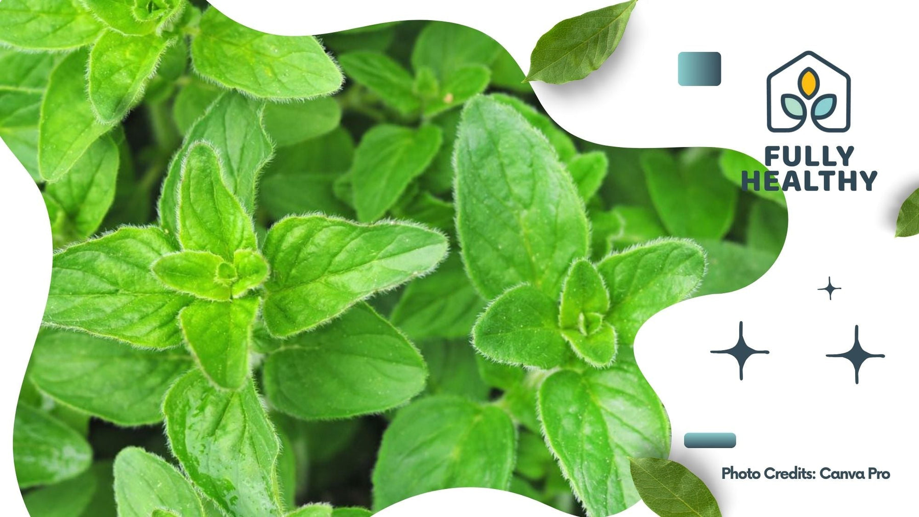 Can Dogs Have Oregano in Their Food? The Do’s and Don’ts