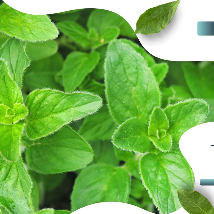 Can Dogs Have Oregano in Their Food? The Do’s and Don’ts