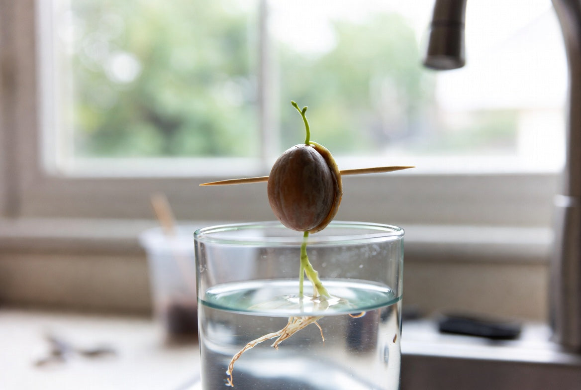 Avocado seed sprouting roots in a glass of water by window