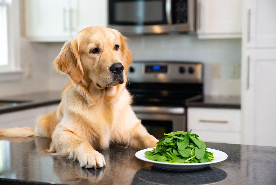 Golden retriever looking at a plate of fresh spinach indoors