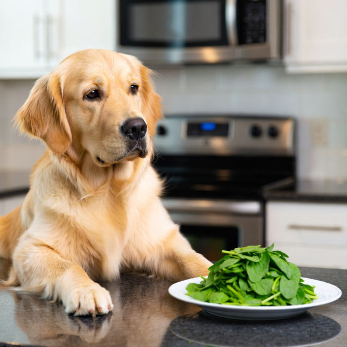 Golden retriever looking at a plate of fresh spinach indoors
