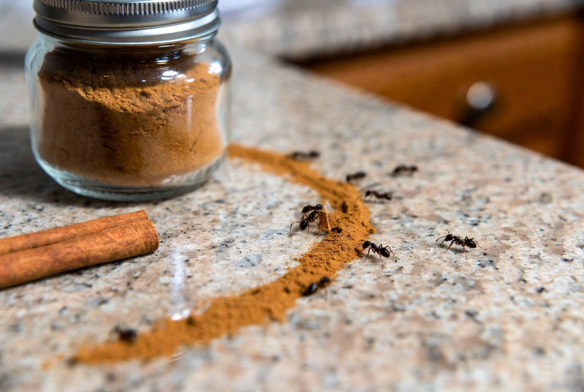 Ants crossing cinnamon powder beside a jar and cinnamon stick