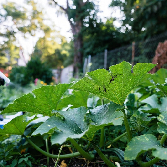 Gardener spraying squash plants with bugs on leaves outdoors