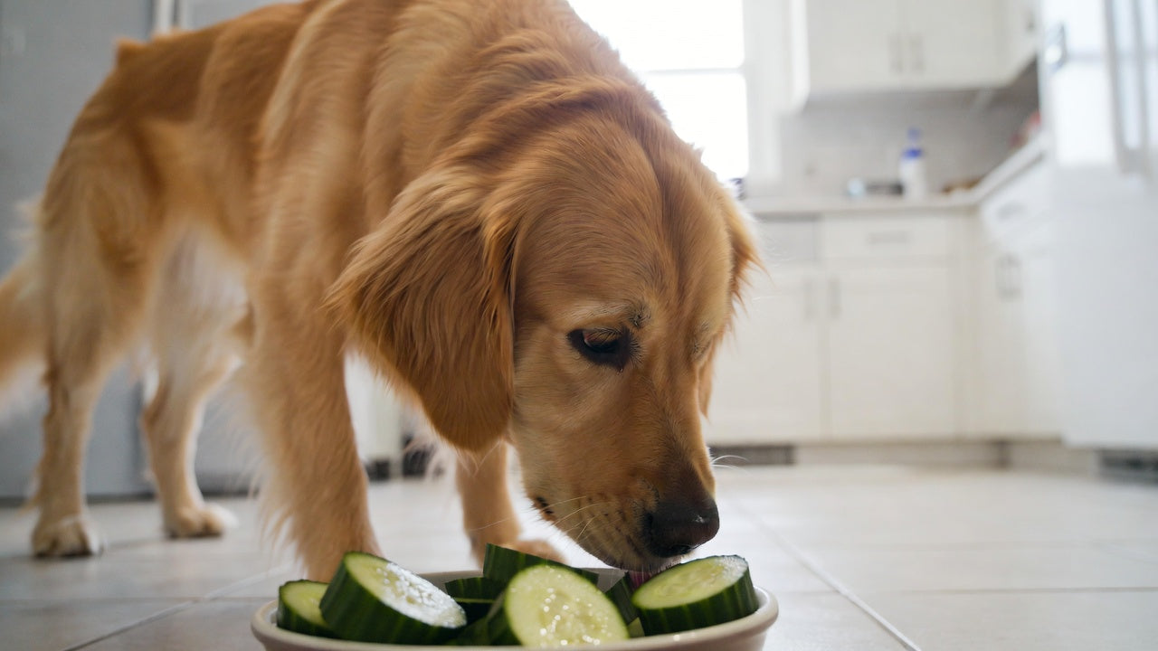 Golden retriever sniffing and eating cucumber slices from ceramic bowl