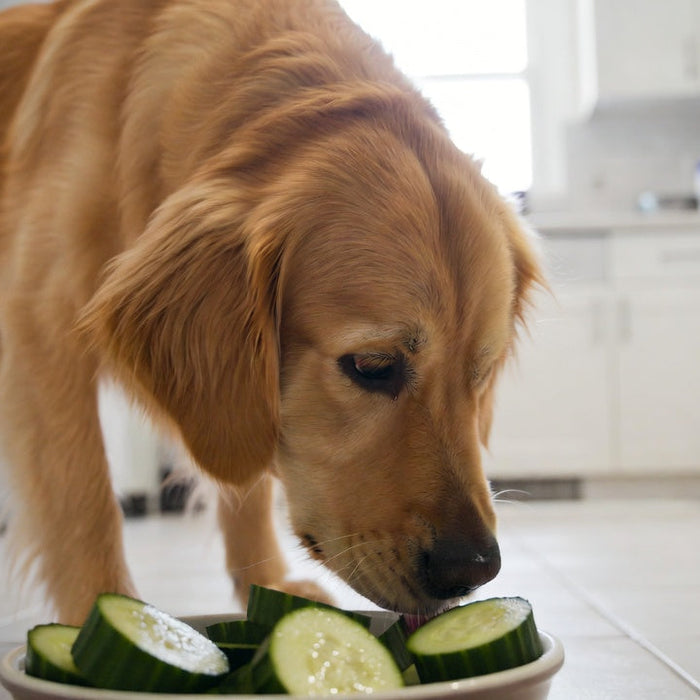 Golden retriever sniffing and eating cucumber slices from ceramic bowl