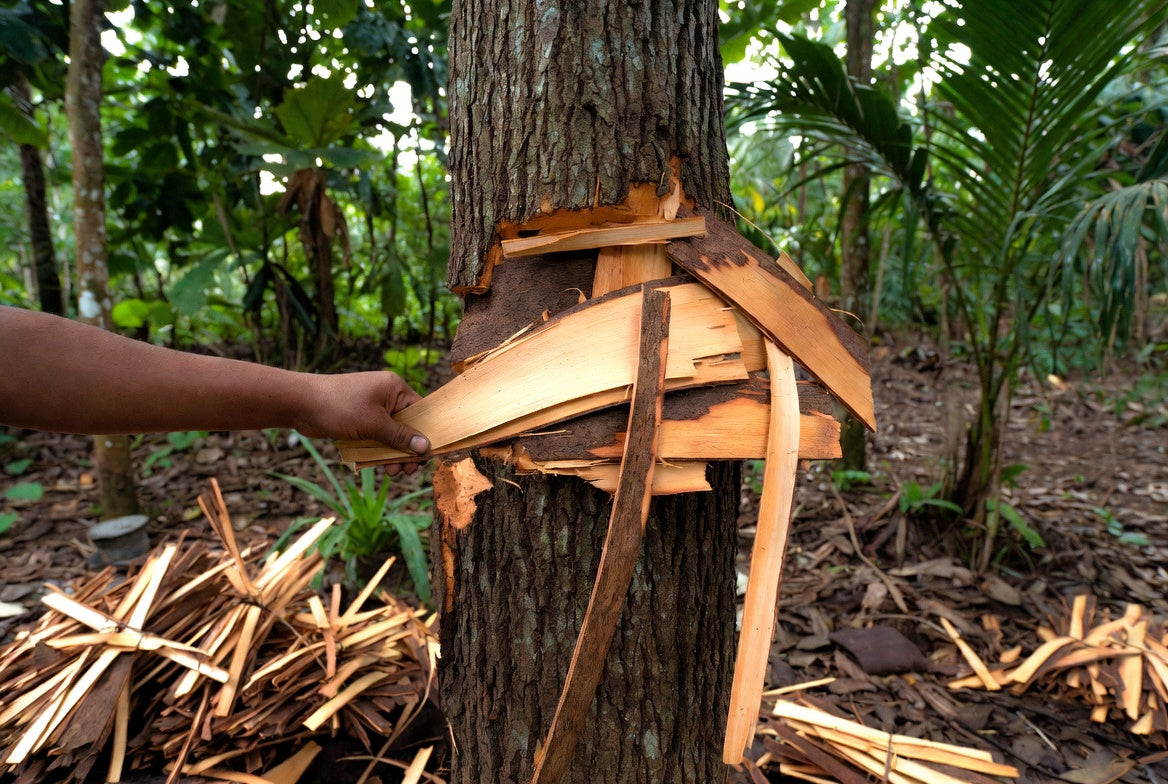 Cinnamon bark being peeled from a tree in a tropical forest