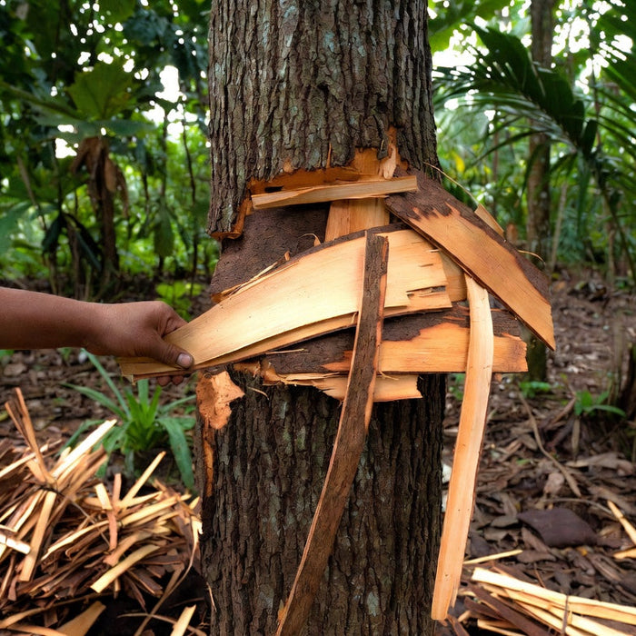 Cinnamon bark being peeled from a tree in a tropical forest