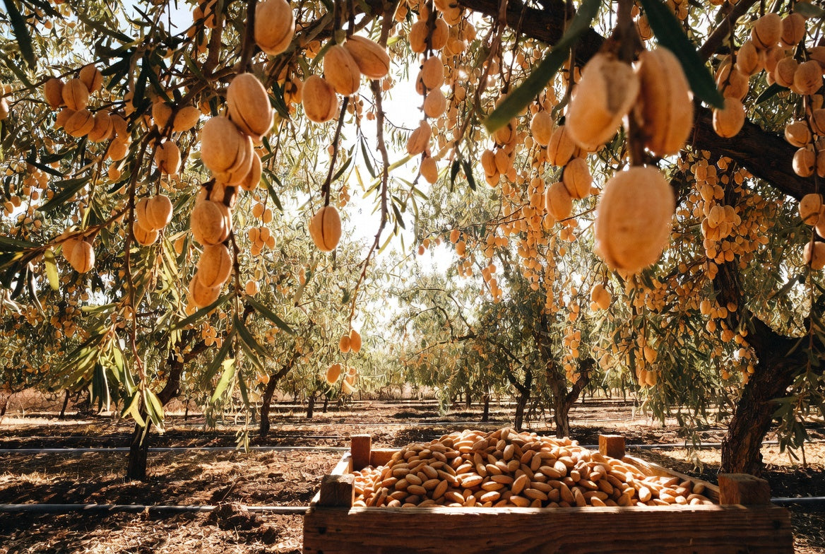 Almond orchard with ripe almonds hanging above a harvest crate