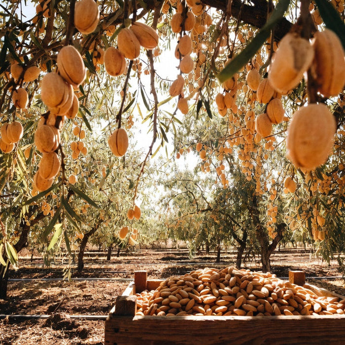Almond orchard with ripe almonds hanging above a harvest crate