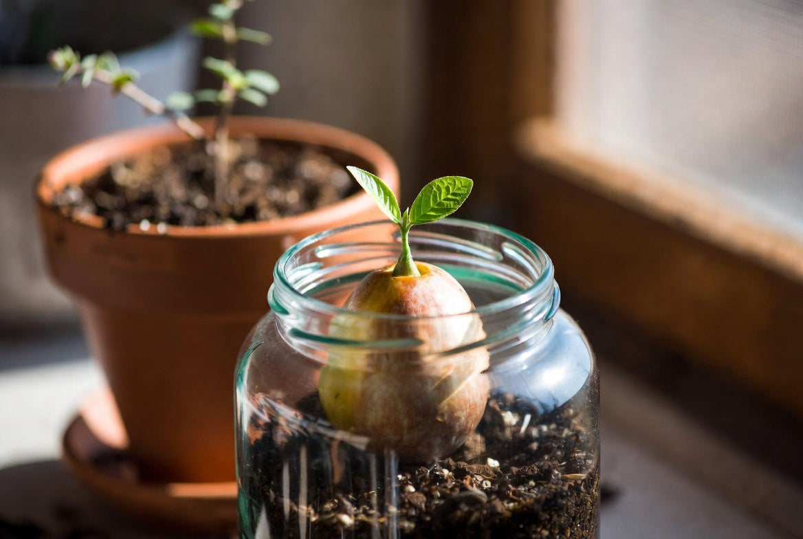Avocado seed sprout growing in soil inside a glass jar